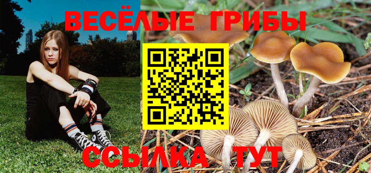 Псилоцибиновые грибы прущие грибы Обь
